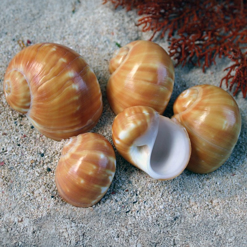 Natica stellata