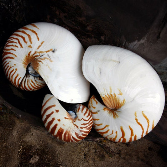 Nautilus striped B-grade