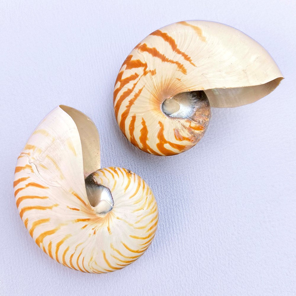 Nautilus striped B-grade