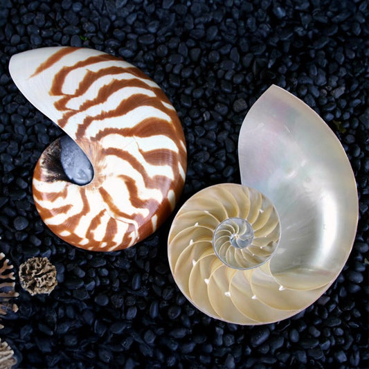 Nautilus striped halfcut pair - set of 2 pieces (may have imperfections)