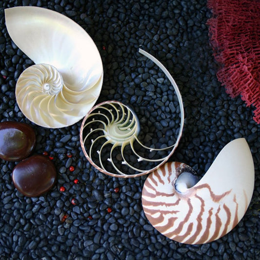 Nautilus striped tricut - set of 3 pieces (may have imperfections)