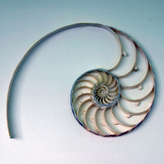 Nautilus single piece assorted from half or tri-cut (striped) (may have imperfections)