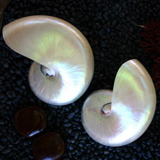 Nautilus pearled