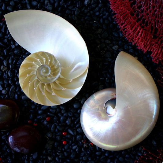 Nautilus pearled halfcut pair - set of 2 pieces (may have imperfections)