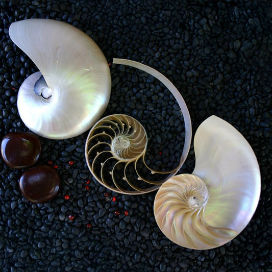 Nautilus pearled tricut - set of 3 pieces (may have imperfections)