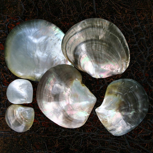 Mother of pearl blacklip half