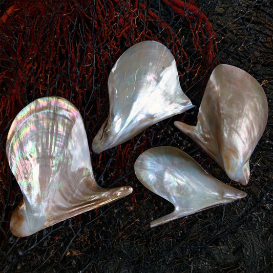 Mother of pearl brownlip half