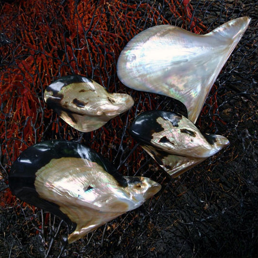 Mother of pearl brownlip tiger half