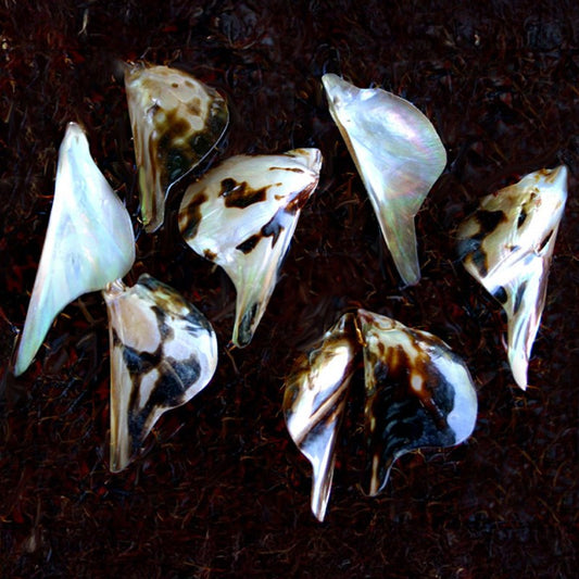 Mother of pearl brownlip tiger small half