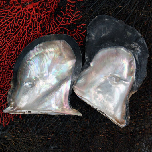 Mother of pearl brownlip half with one blister pearl