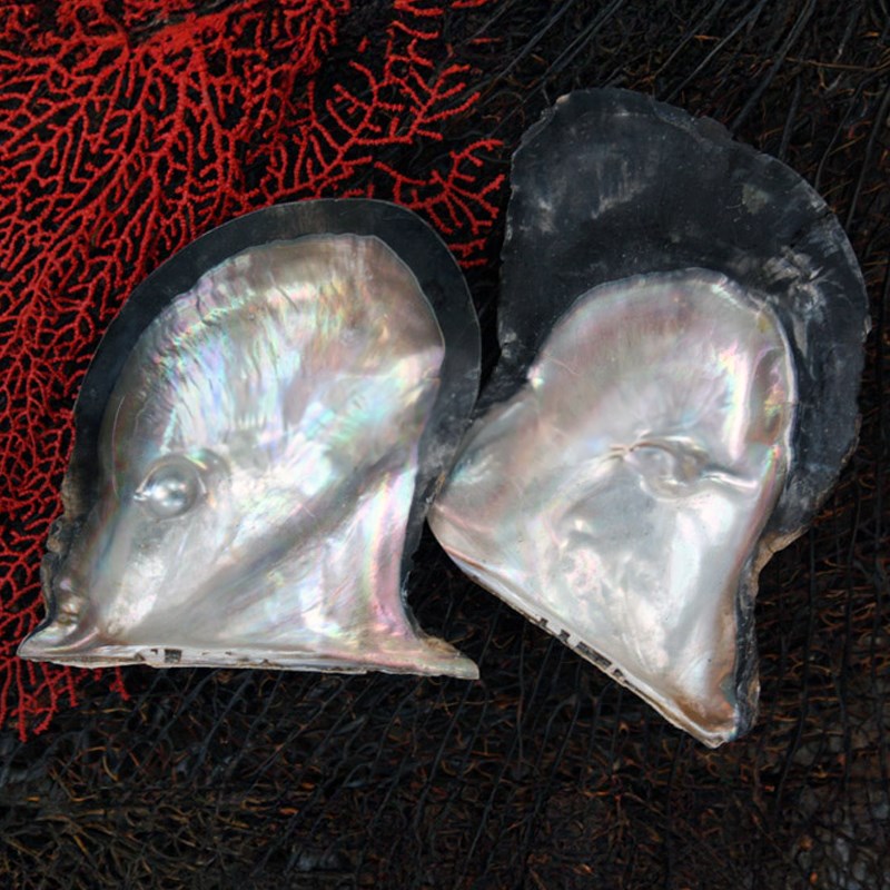 Mother of pearl brownlip half with one blister pearl