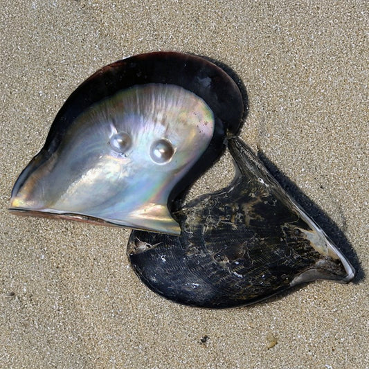 Mother of pearl brownlip half with two blister pearl