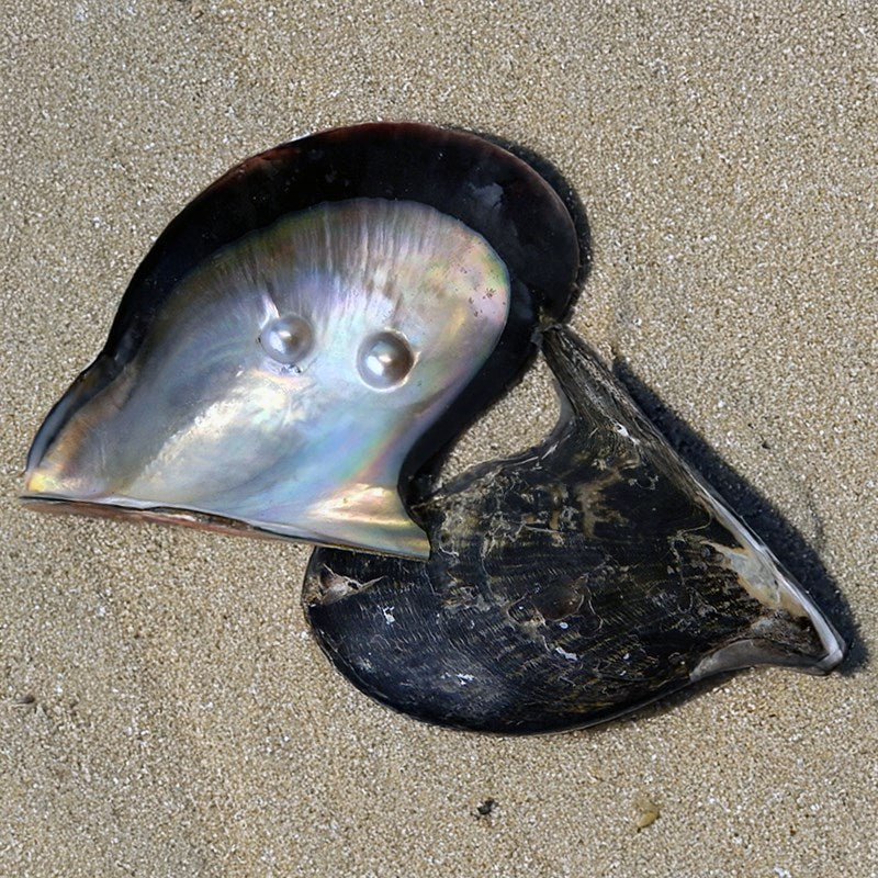 Mother of pearl brownlip half with two blister pearl