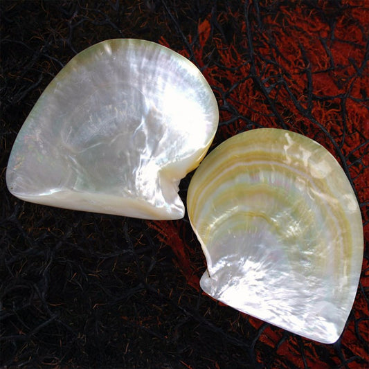 Mother of pearl goldlip half