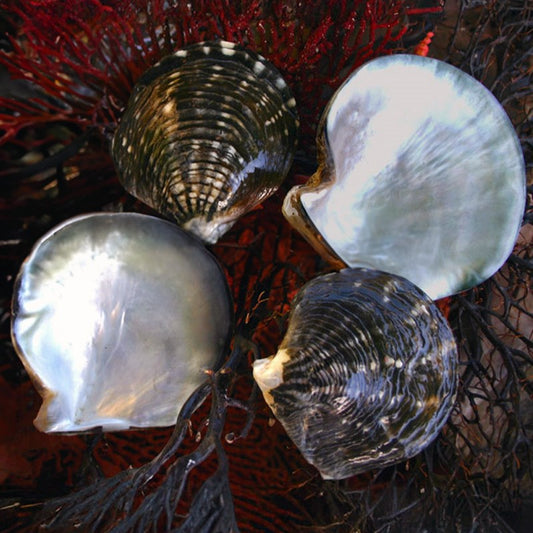 Pearl blacklip natural half