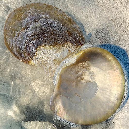 Pearl goldlip natural half edged