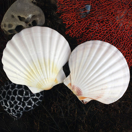 Pecten maximus natural coloured deep half edged