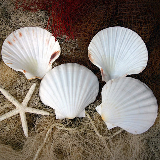 Pecten maximus deep half edged
