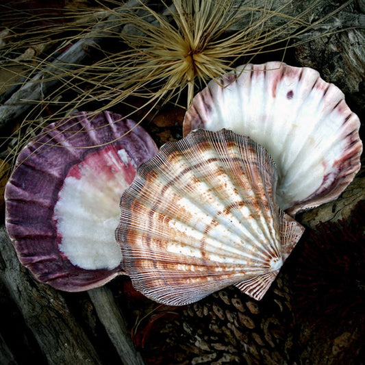 Pecten nodosus half beige natural