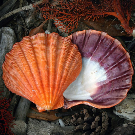 Pecten nodosus half orange natural