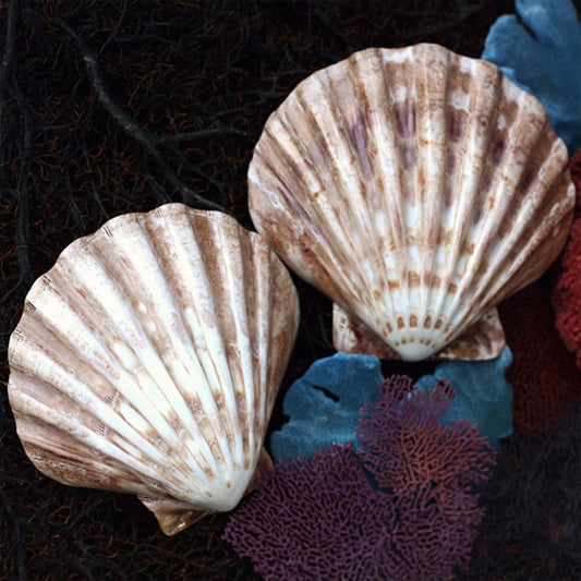 Pecten nodosa half beige polished