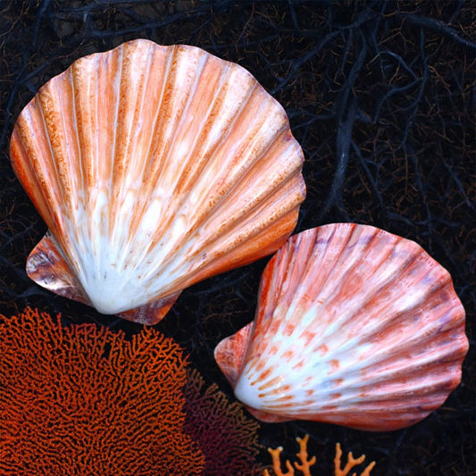 Pecten nodosa half orange polished
