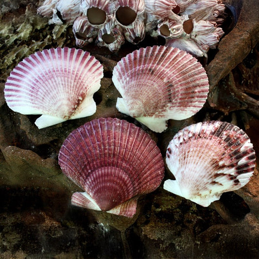 Pecten purpuratus half