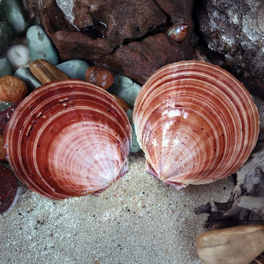 Amusium japonicum brown