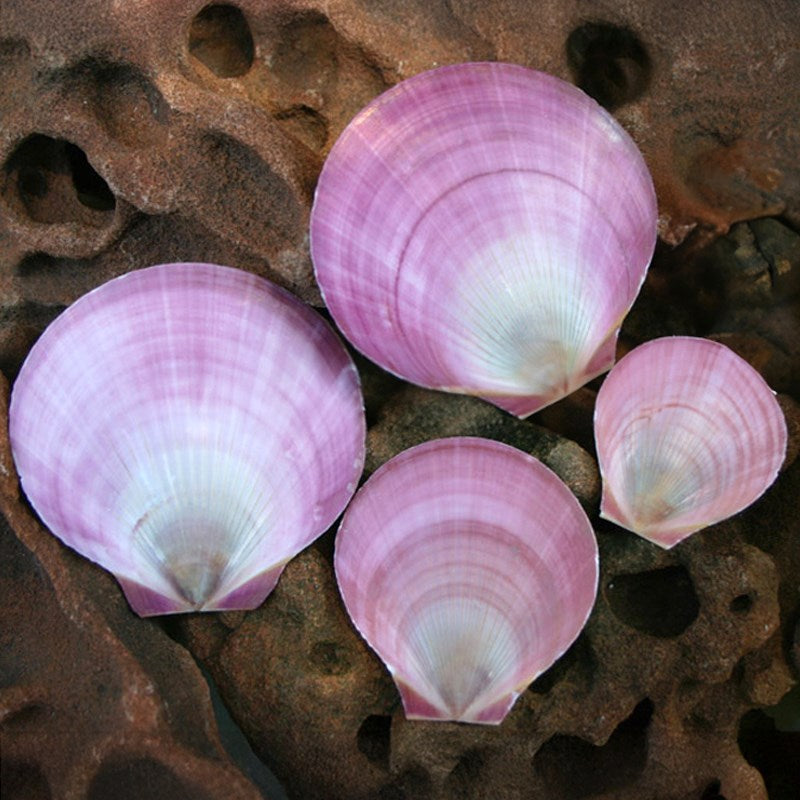 Amusium pink half