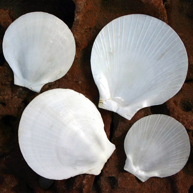 Amusium white half
