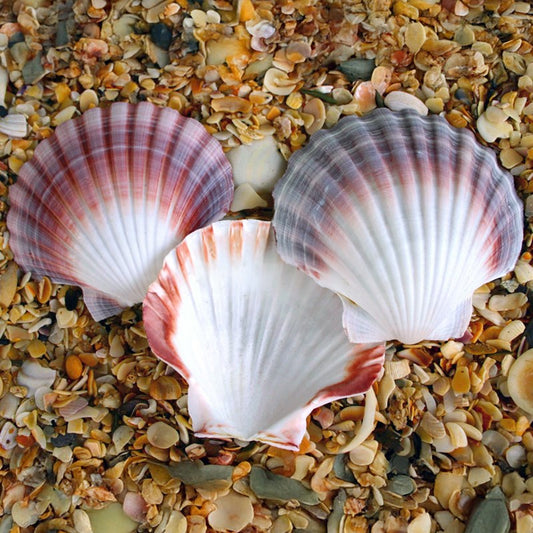 Pecten fumatus deep half edged