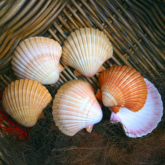 Pecten vogdesi deep half edged