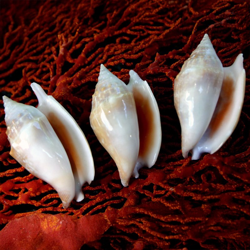 Strombus bulla