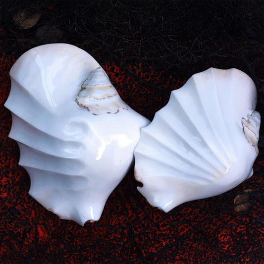 Strombus latissimus white polished banded