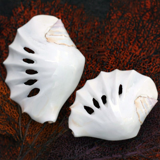 Strombus latissimus white groove cut