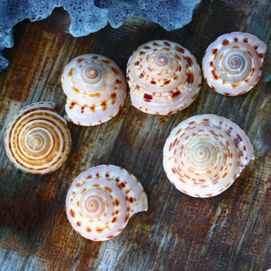 Architectonica perspectiva giant