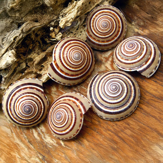 Architectonica perspectiva dark