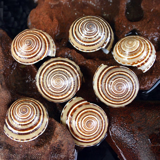 Architectonica perspectiva giant dark