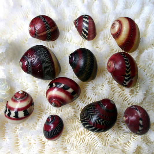 Neritina communis pinstripe (Pack of 100)
