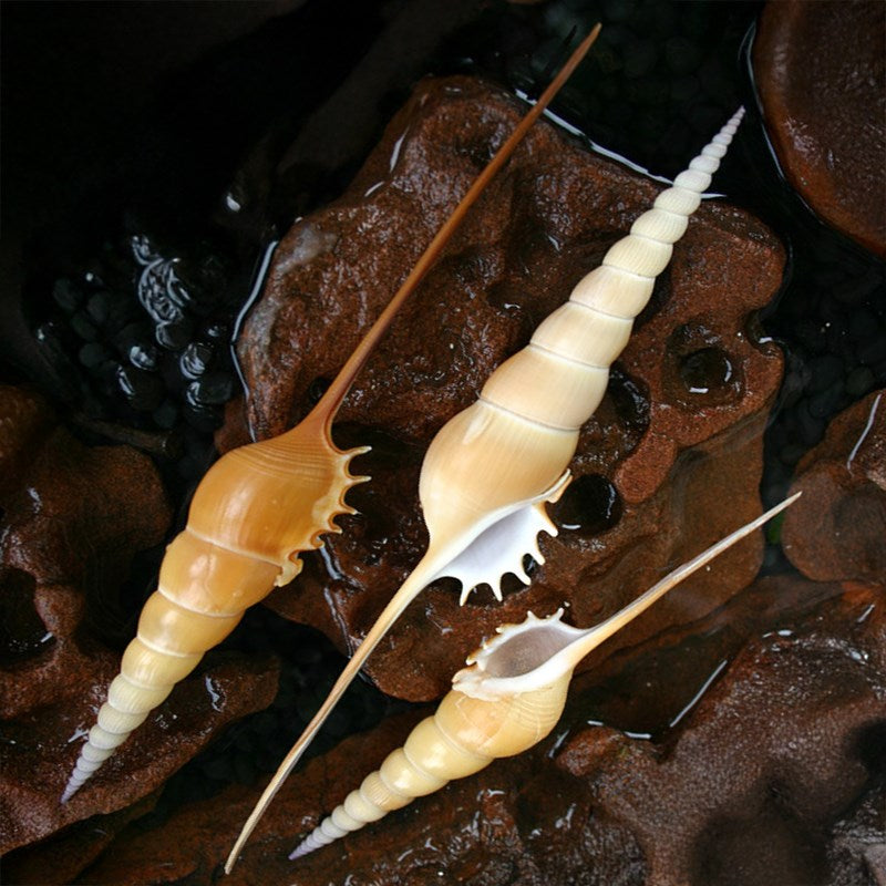 Tibia fusus