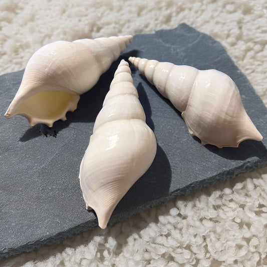 Tibia delicatula white