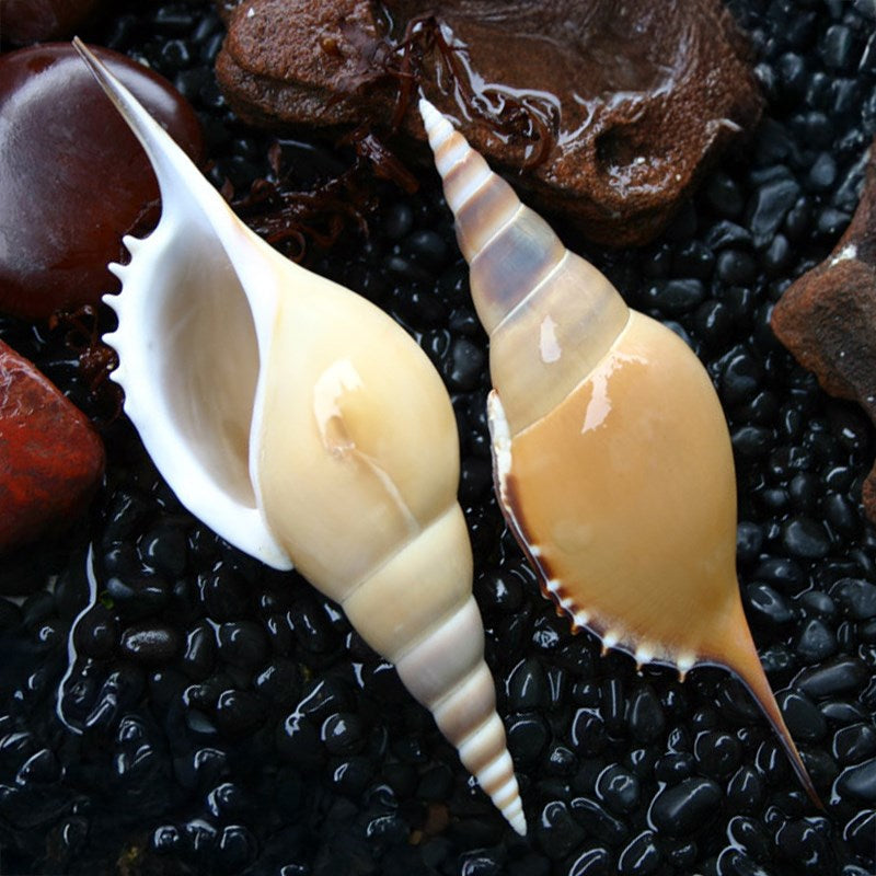 Tibia martini
