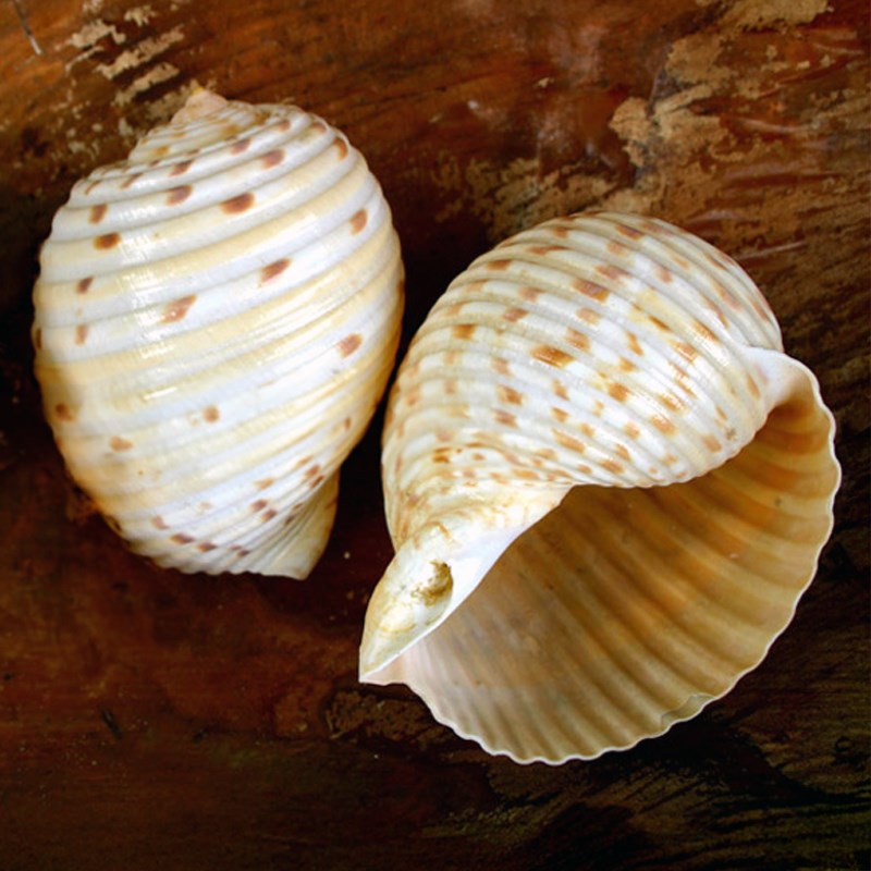 Tonna cerevesina