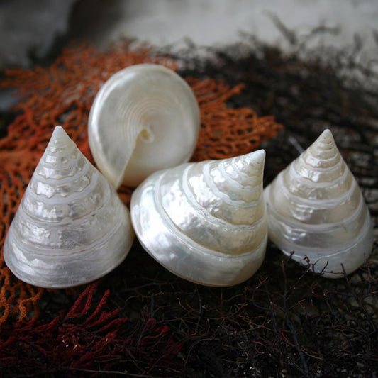 Trochus pyramis pearled white