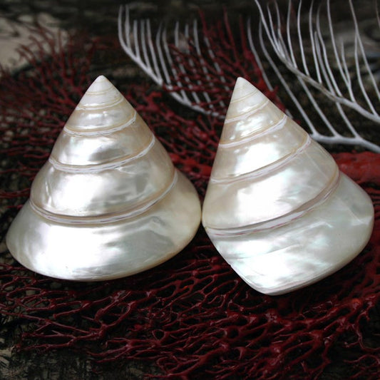 Trochus niloticus pearled white