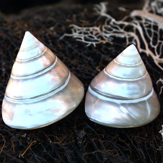 Trochus niloticus pearled silver