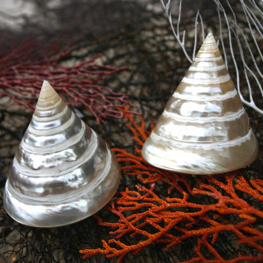 Trochus pyramis pearled silver