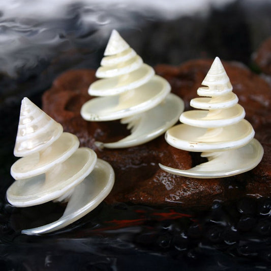 Trochus pearled spiral cut