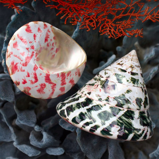 Trochus niloticus green polished