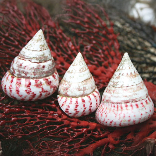 Tectus conus polished - strawberry trochus